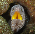 Starry / yellow mouthed moray (l: gymnothorax nudivomer) 